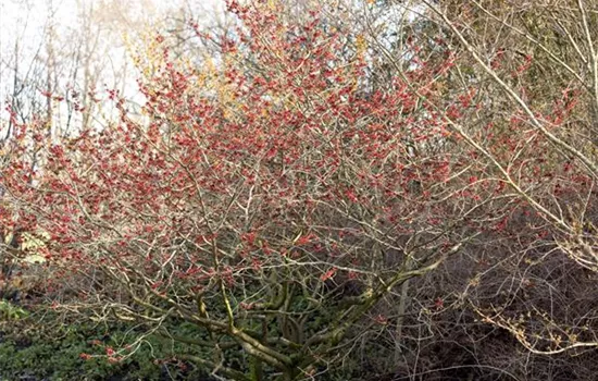 Hamamelis interm.'Feuerzauber'