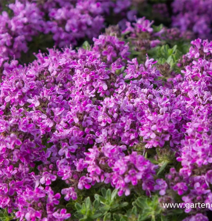 Thymus doerfleri var pseudolanuginosus