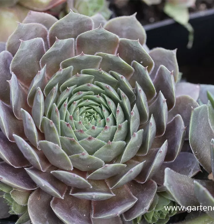 Sempervivum tectorum 'Feldmaier'