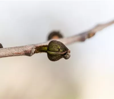 Asimina triloba