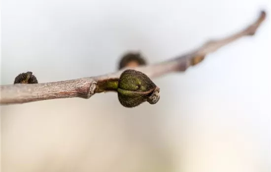 Asimina triloba