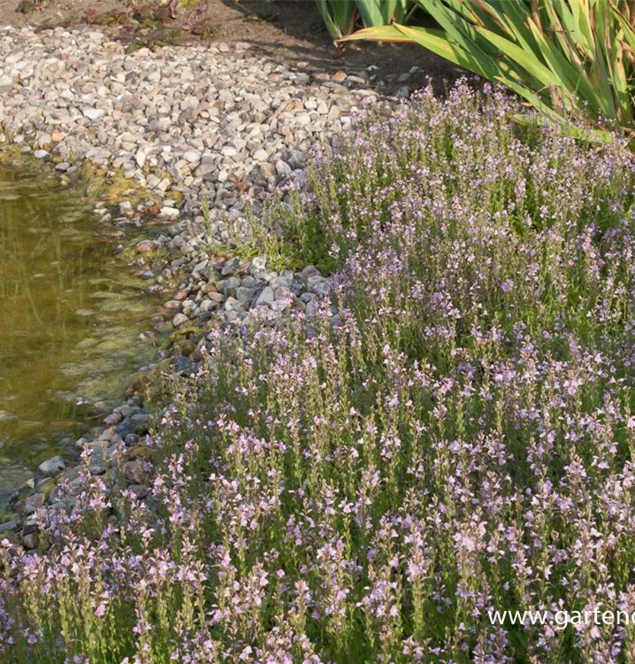 Veronica x cantiana 'Kentish Pink'