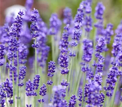 Lavandula angustifolia