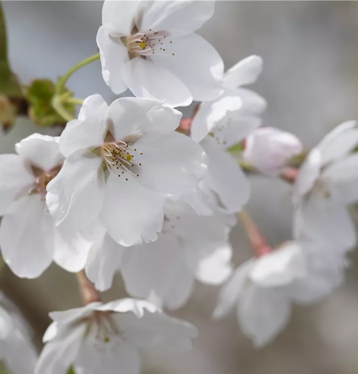 Prunus x yedoensis 'Snow Fountains'