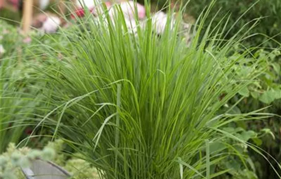 Panicum virgatum 'Northwind'