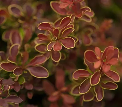 Berberis thunbergii 'Admiration' -S-