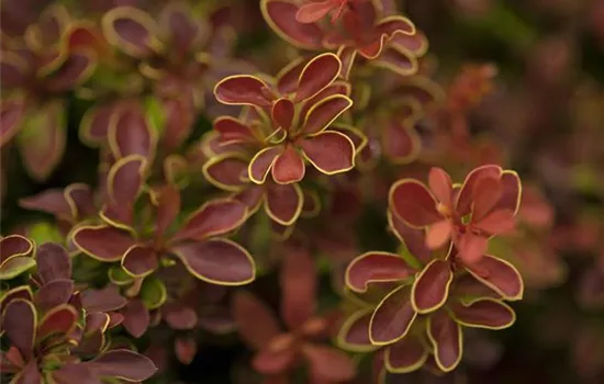 Berberis thunbergii 'Admiration' -S-