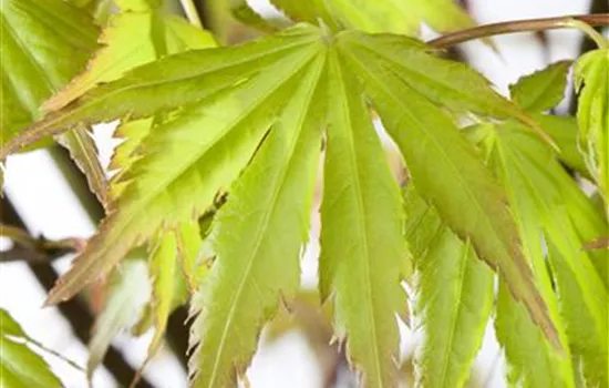 Acer palmatum 'Orange Dream'