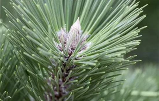 Pinus nigra 'Helga'