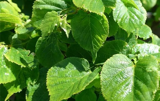 Tilia cordata 'Komsta'