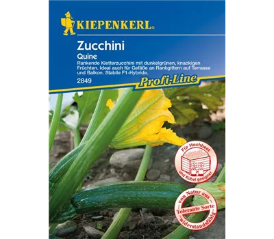 Kletter-Zucchini 'Quine'