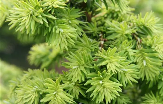 Tsuga canadensis 'Greenwood Lake'