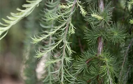 Larix kaempferi 'Stiff Weeper'