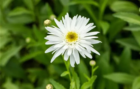 Leucanthemum x superb.'Wirral Supreme'