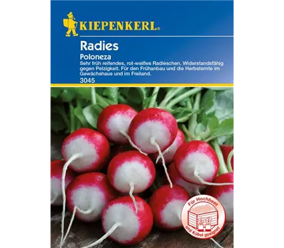 Radieschen 'Poloneza'