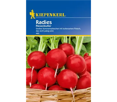 Radieschen 'Riesenbutter'