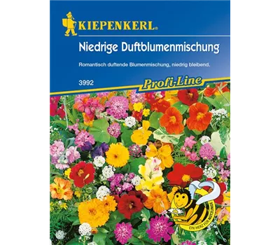 Niedrige Duftblumen