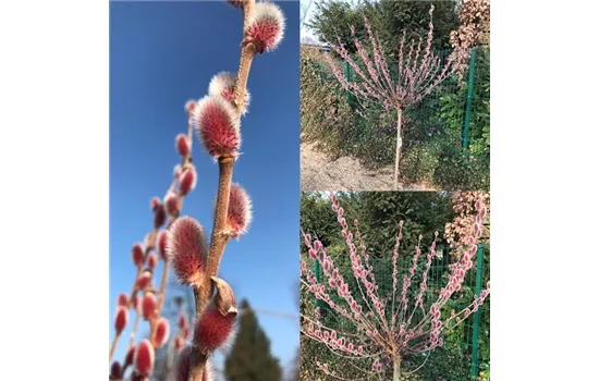 Salix 'Rotkätzchen' -R-