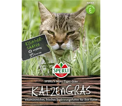 Katzengras