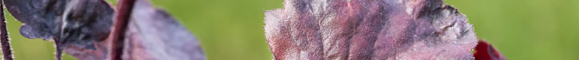 Silberglöckchen - Einpflanzen im Garten (thumbnail).jpg