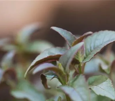 Minzblättrige Indianernessel - Einpflanzen im Garten