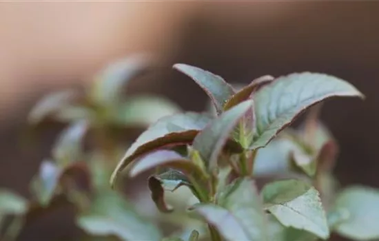 Minzblättrige Indianernessel - Einpflanzen im Garten