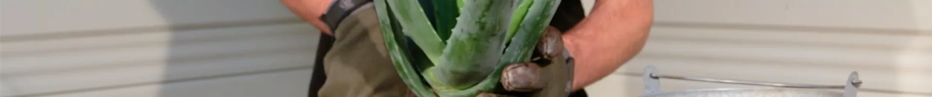 Aloe Vera - Umtopfen (Thumbnail).jpg