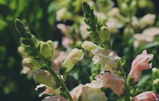 Löwenmaul - Einpflanzen im Garten