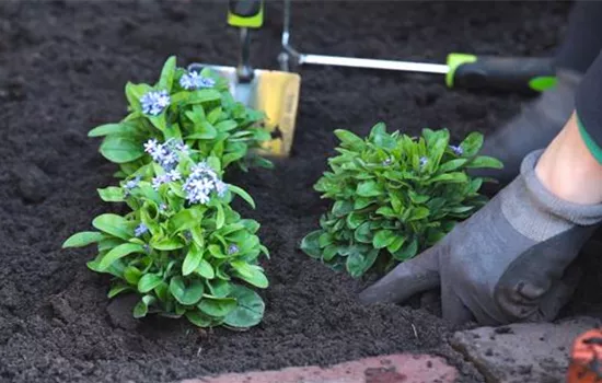 Vergissmeinnicht - Einpflanzen im Garten