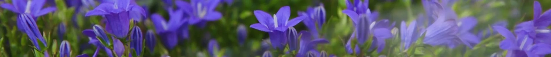 Glockenblume - Einpflanzen in den Garten (thumbnail).jpg