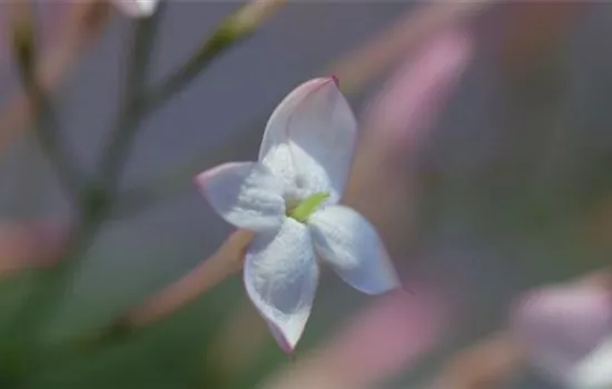 Zimmerjasmin - Einpflanzen in ein Gefäß