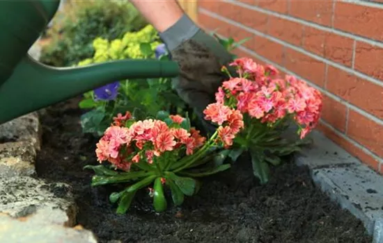 Gewöhnliche Bitterwurz - Einpflanzen im Garten