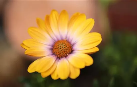 Kapkörbchen - Einpflanzen in den Garten