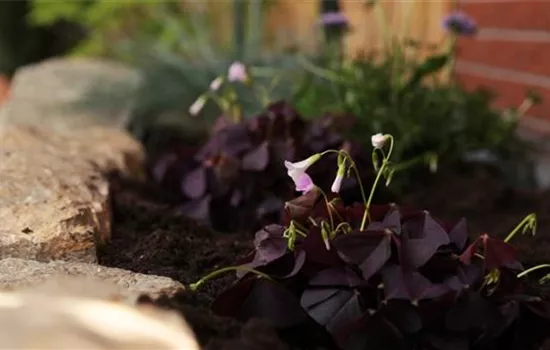 Glücksklee - Einpflanzen im Garten