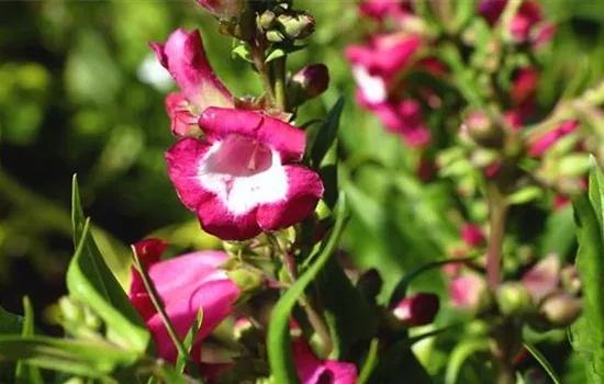 Bartfaden - Einpflanzen im Garten