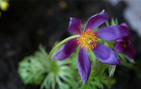 Küchenschelle - Einpflanzen im Garten