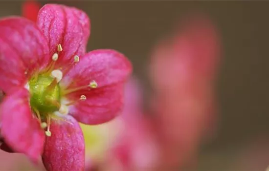 Moossteinbrech - Einpflanzen im Garten