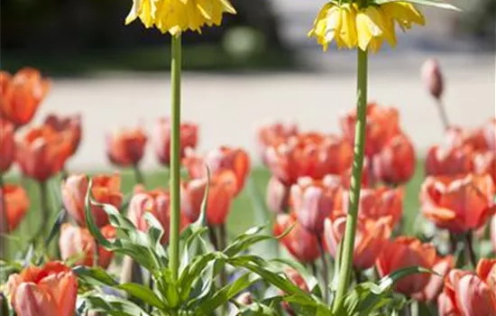 Kaiserkronen – Prachtblumen hoch hinaus