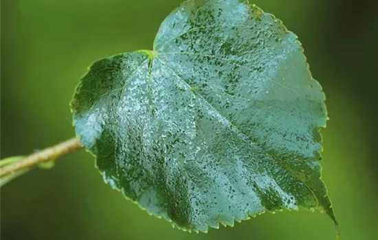 Die Linde - viel mehr als nur ein einfacher Baum