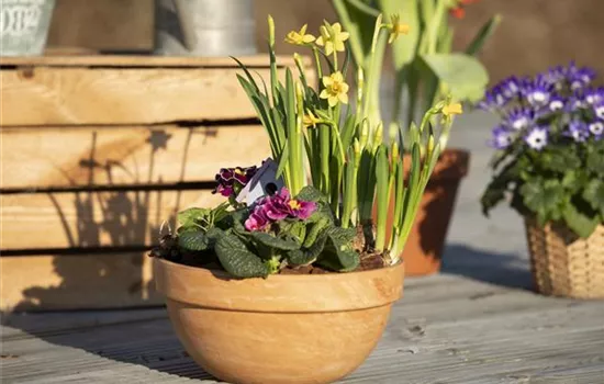 Pflanzschalen bringen Grün in den Eingangsbereich und auf die Terrasse 