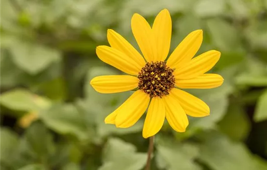 Mit einjährigen Pflanzen den Garten bunter machen