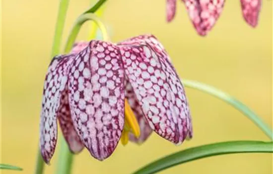 Schachbrettblumen im Garten