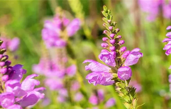 Gelenkblume - Einpflanzen im Garten