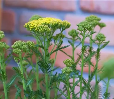 Schafgarbe - Einpflanzen im Garten (gelb)