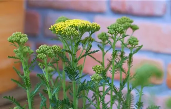 Schafgarbe - Einpflanzen im Garten (gelb)