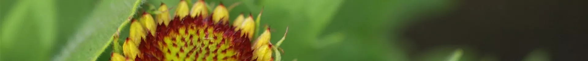 Korkadenblume - Einpflanzen im Garten (thumbnail).jpg