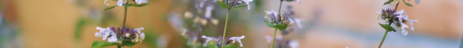 Katzenminze - Einpflanzen im Garten (thumbnail).jpg