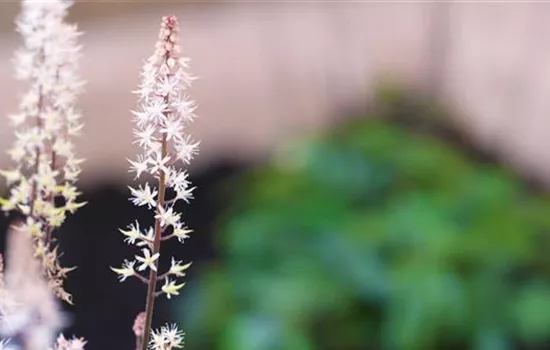 Schaumblüte - Einpflanzen im Garten