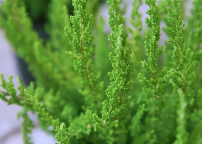 Besenheide - Einpflanzen im Garten