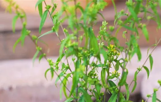 Goldrute - Einpflanzen im Garten